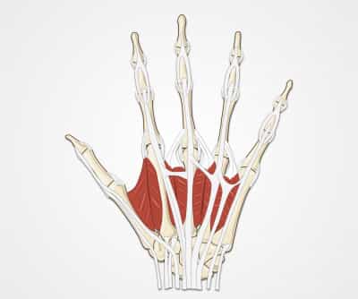 Wrist and Hand: Motor, Sensory, Ligament and Tendon Testing