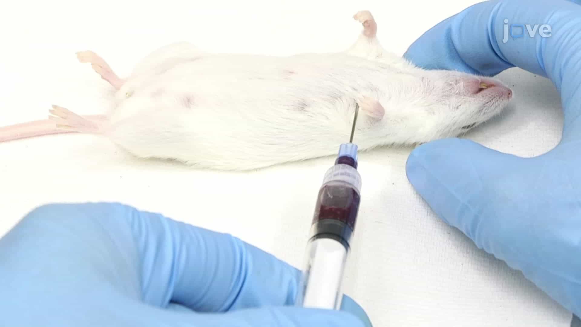 Retro Orbital, Tail and Intra-cardiac Blood Collection in Rodents