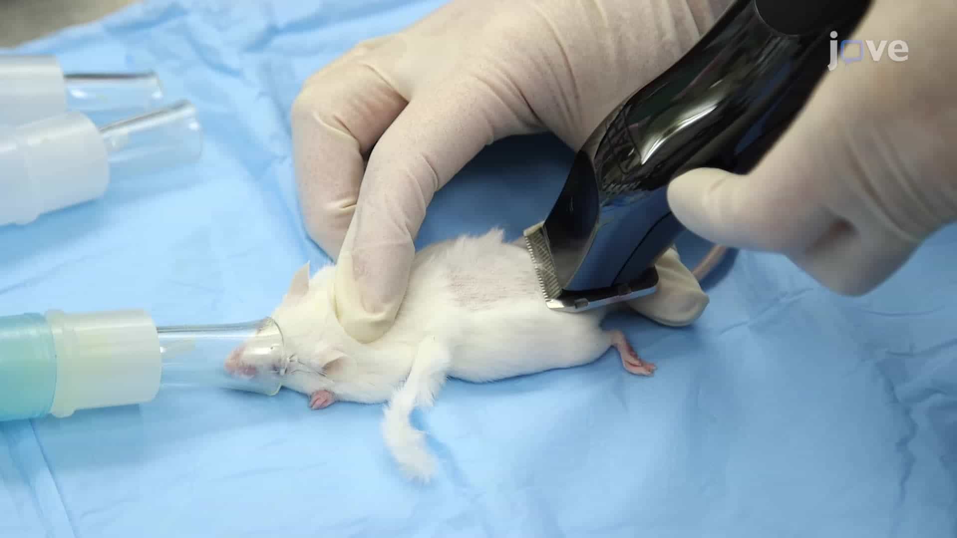 Considerations for Rodent Surgery