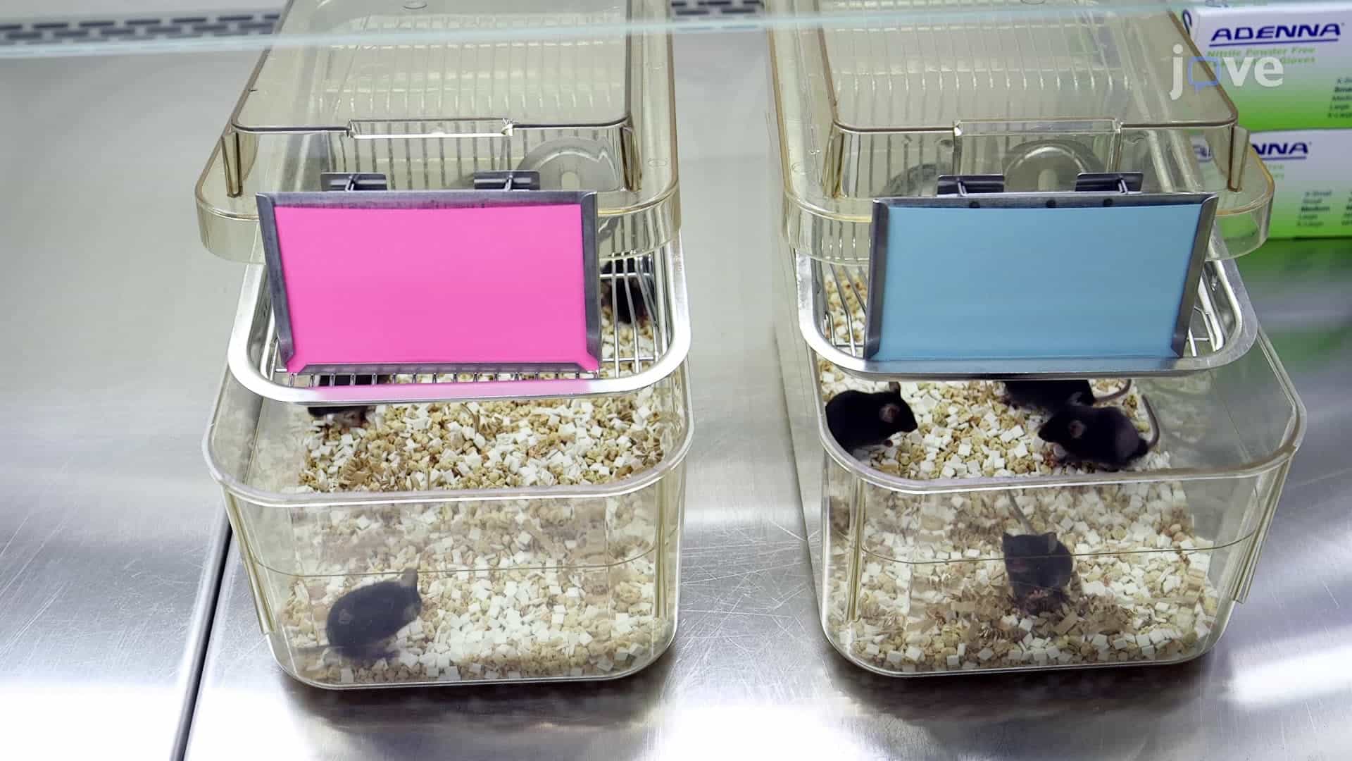 Fundamentals of Rodent Breeding and Weaning