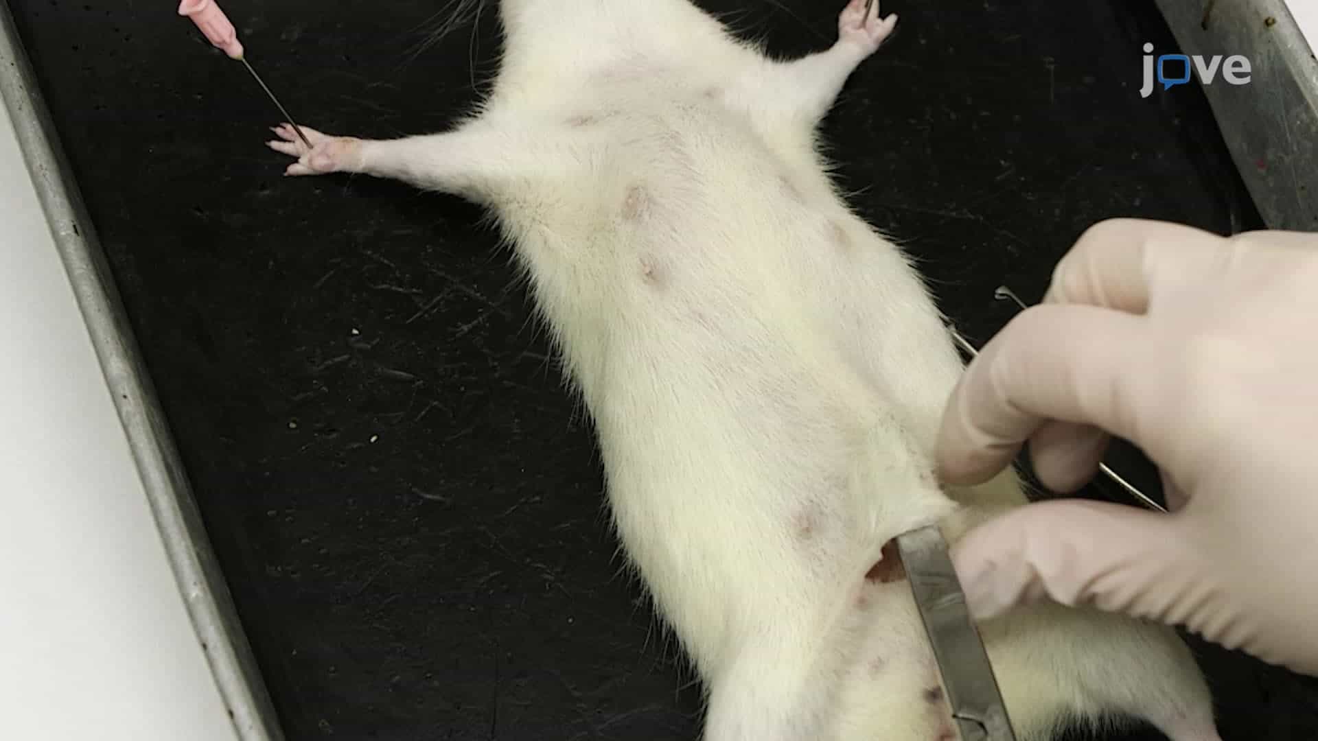 Diagnostic Necropsy and Tissue Harvest in Rodents