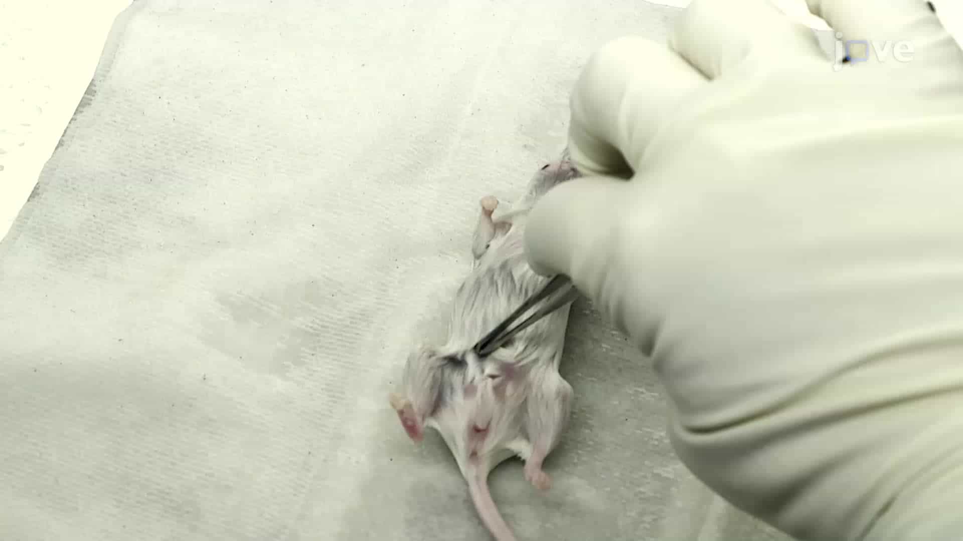 Sterile Tissue Harvest in Rodents