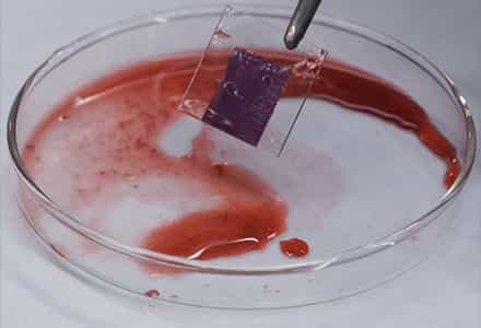 Dye-sensitized Solar Cells: Principle, Fabrication and Performance