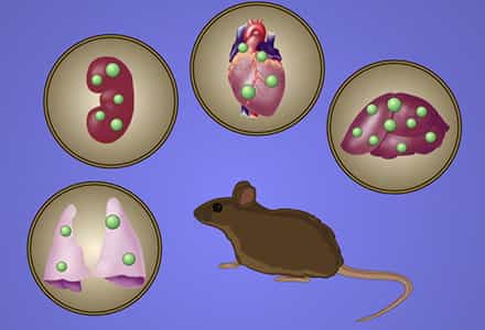 Biodistribution of Nano Carriers: Imaging using SEM and EDS