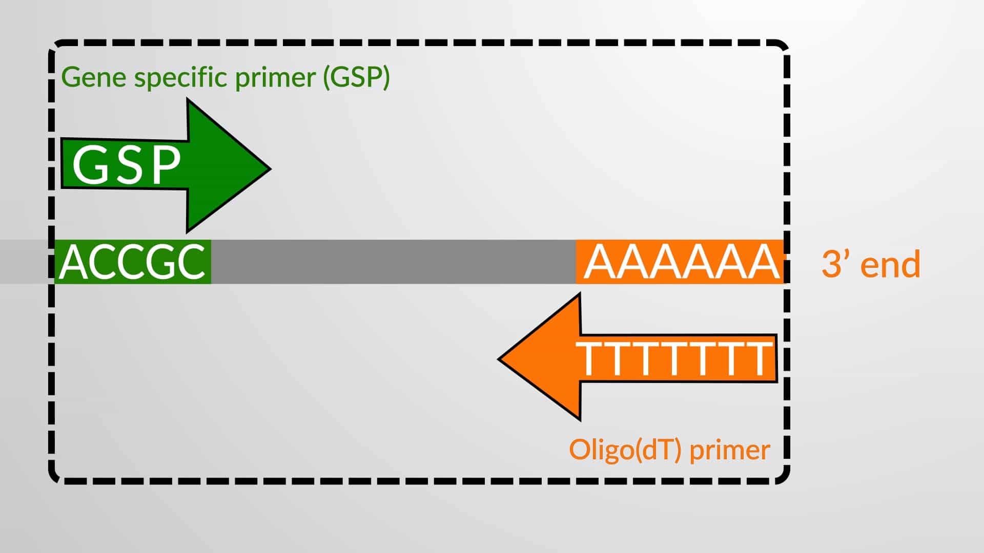 Rapid Amplification of cDNA Ends