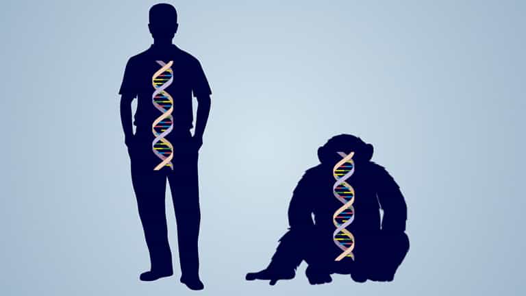 Evolutionary Relationships: Using BLAST to Test Evolutionary Hypotheses - Procedure