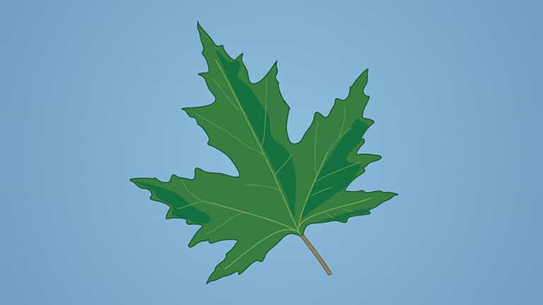 Studying Photosynthesis by Leaf Disc Experiment-Procedure