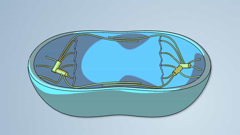 Cell Division: Observing Cell Cycle in a Root Tip - Concept