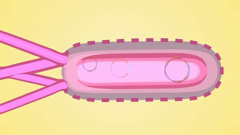 Bacterial Transformation using Plasmids - Procedure