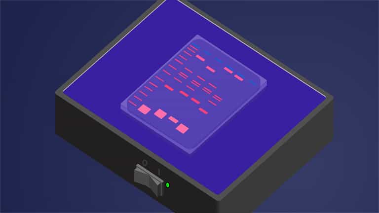 DNA Isolation and Restriction Enzyme Analysis