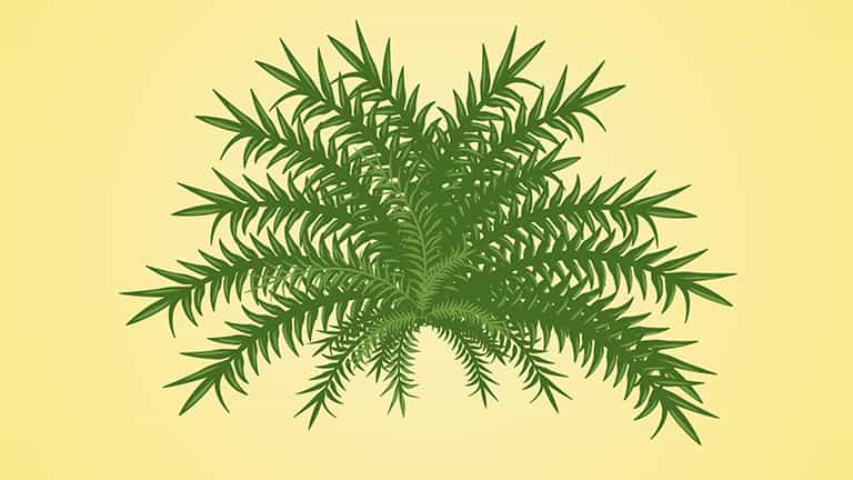 Plant Diversity: Plant Adaptations across Different Species - Concept