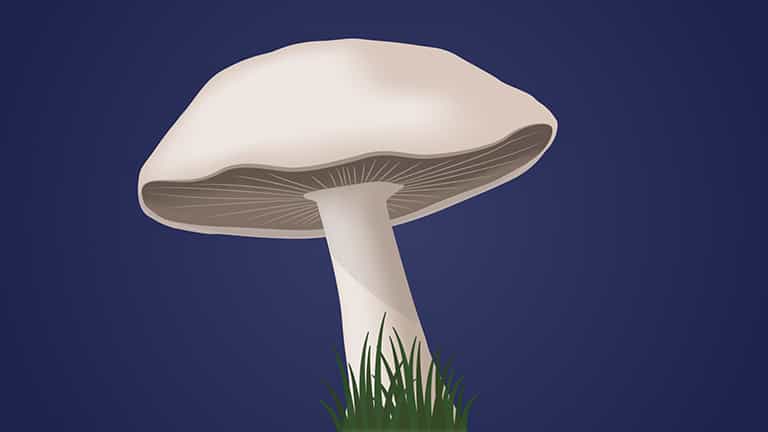Microbial Colony and Fungal Diversity - Concept