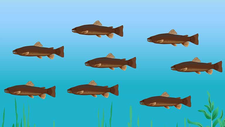 Population Growth: Exponential and Logistic Growth and Predator-Prey Model - Procedure