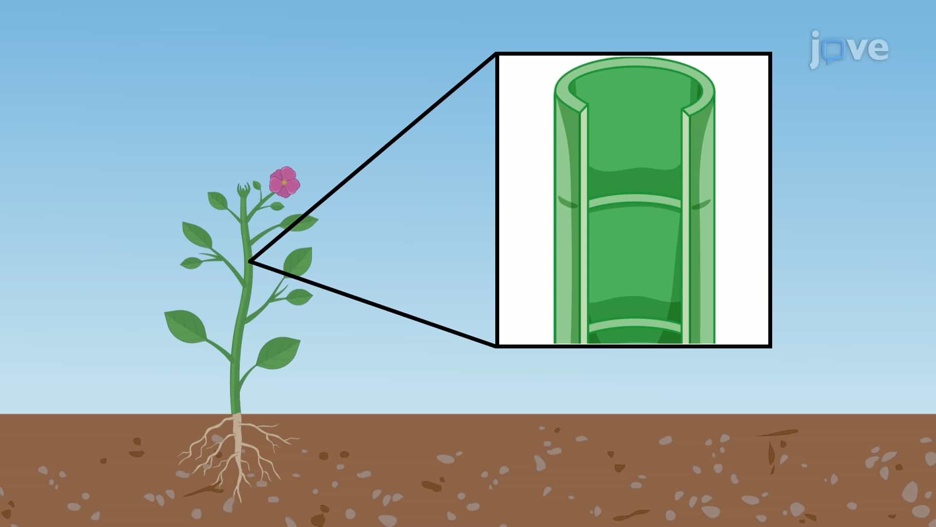 Adhesion and Capillary Action in Xylem Transport