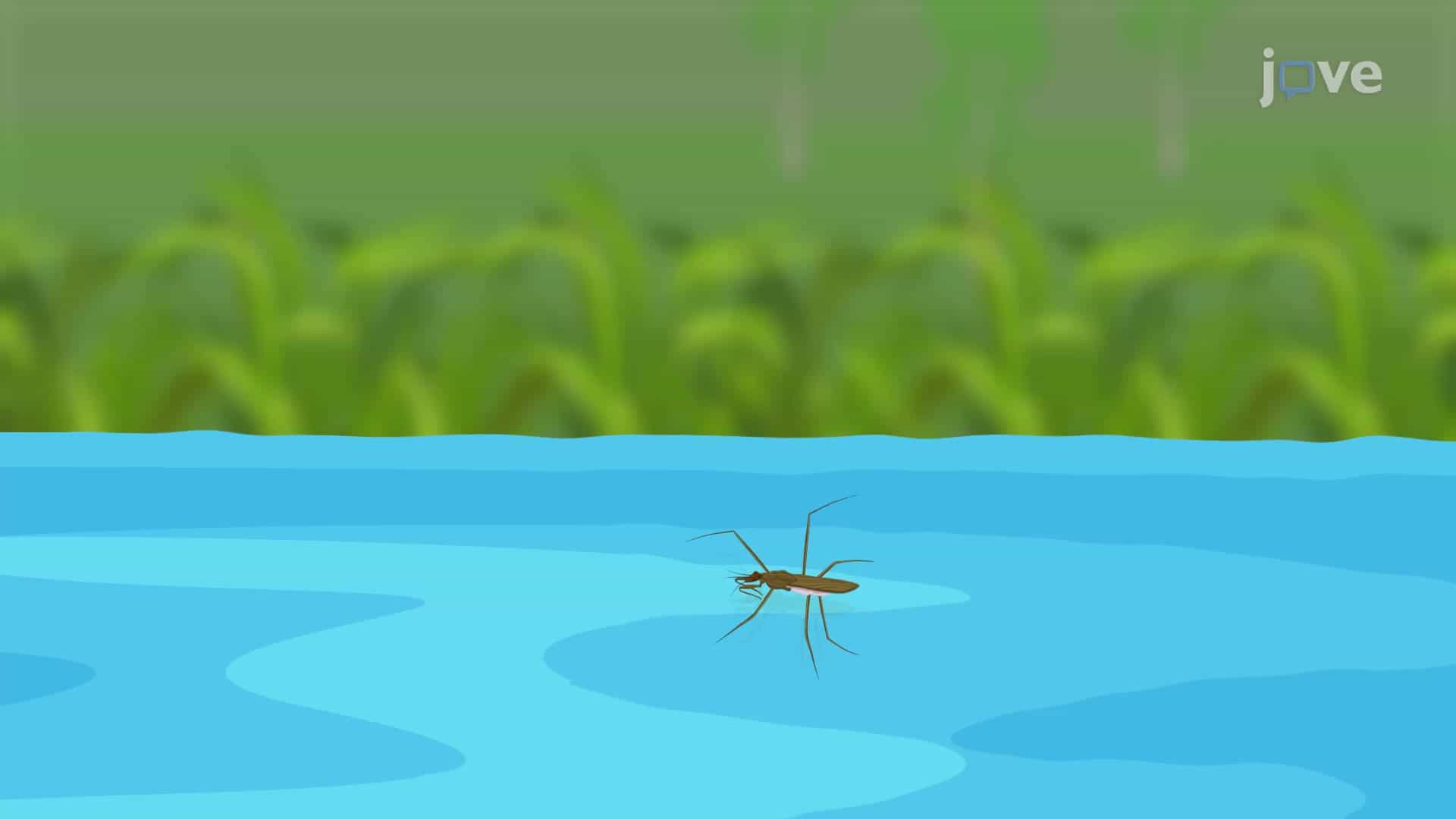 Cohesion and Surface Tension