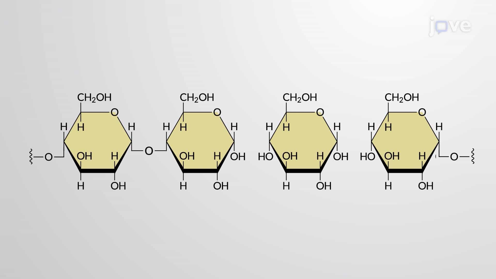 Polysaccharides and Dehydration Synthesis