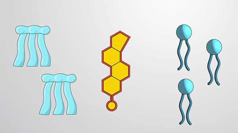 Lipids: Fats, Phospholipids and Steroids
