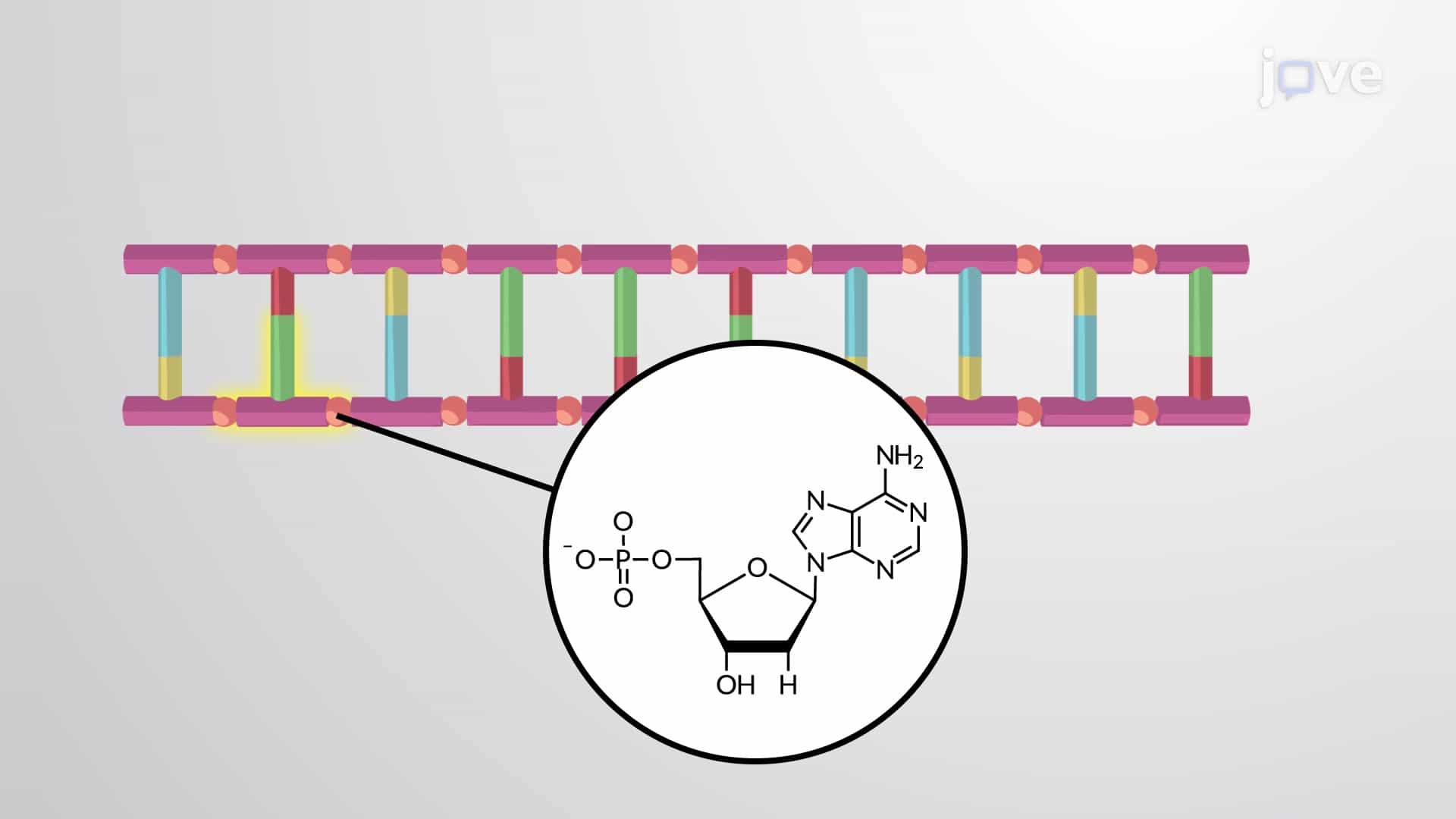 Nucleotides and Nucleic Acids