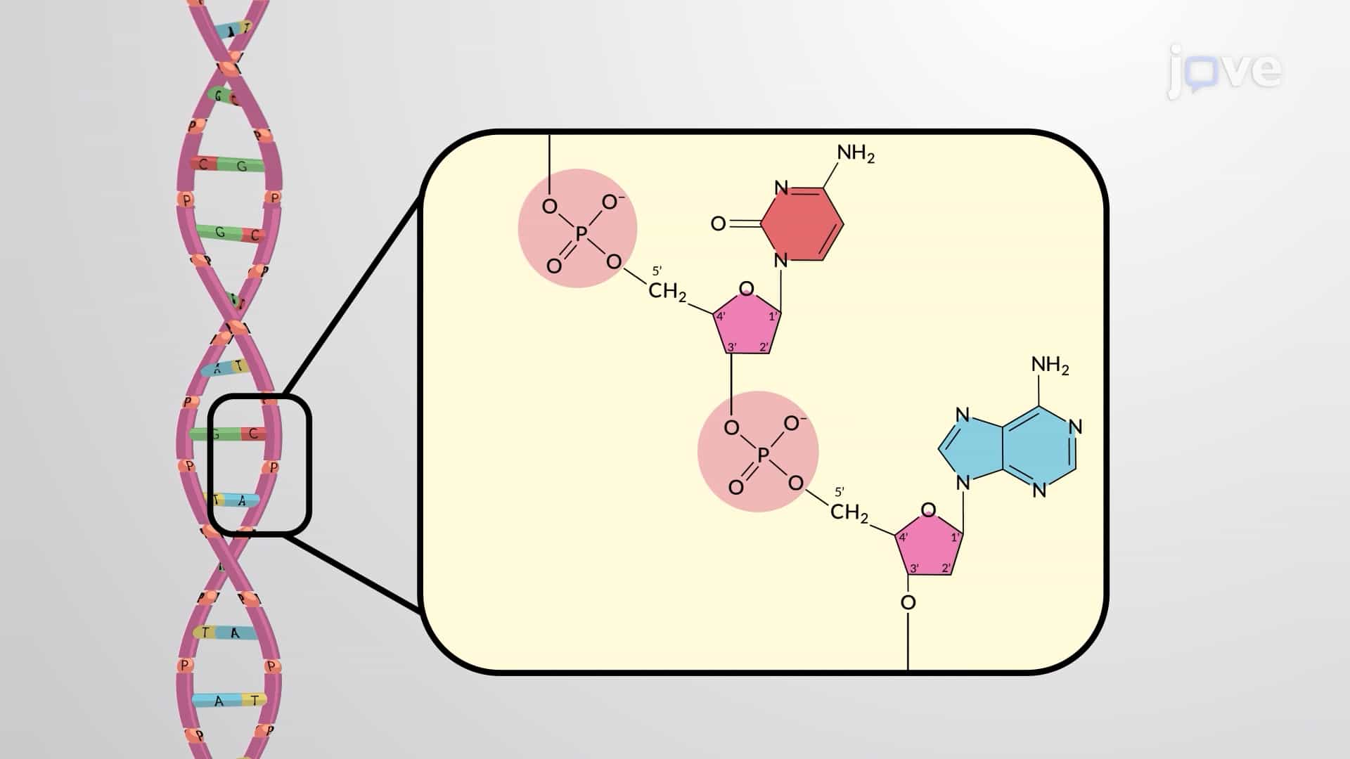 Phosphodiester Linkages and Nucleotides