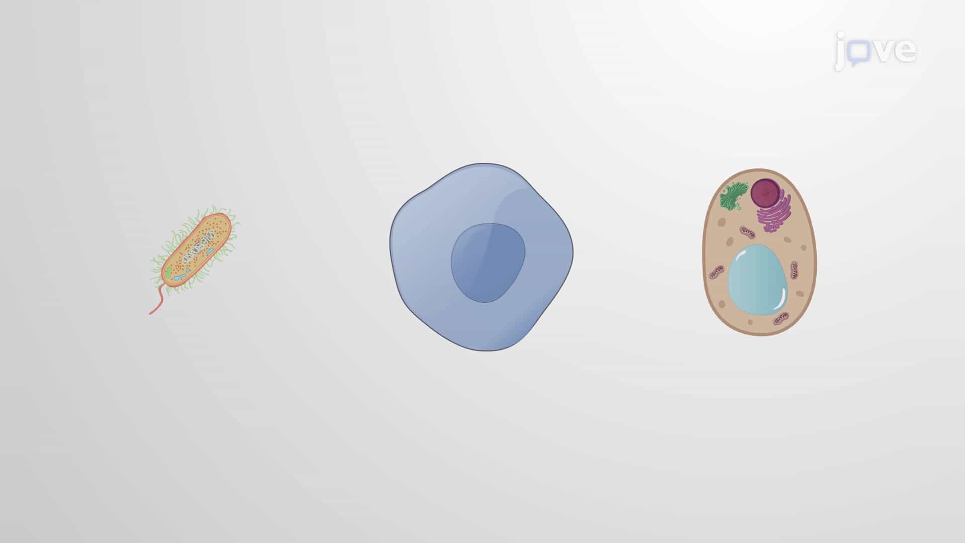 Cell Size: Surface to Volume Ratio