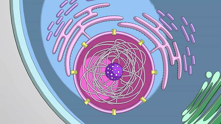 The Nucleus and The Nuclear Envelope