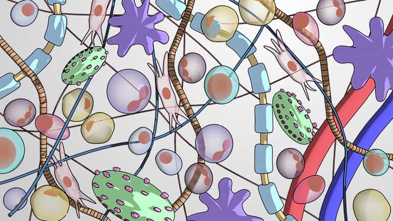 The Extracellular Matrix and Support Proteins in Tissues