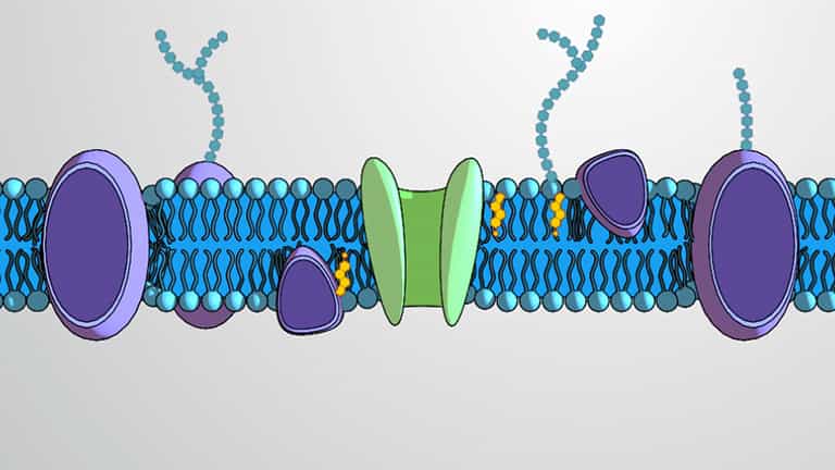 Fluid Mosaic Model of Cell membrane