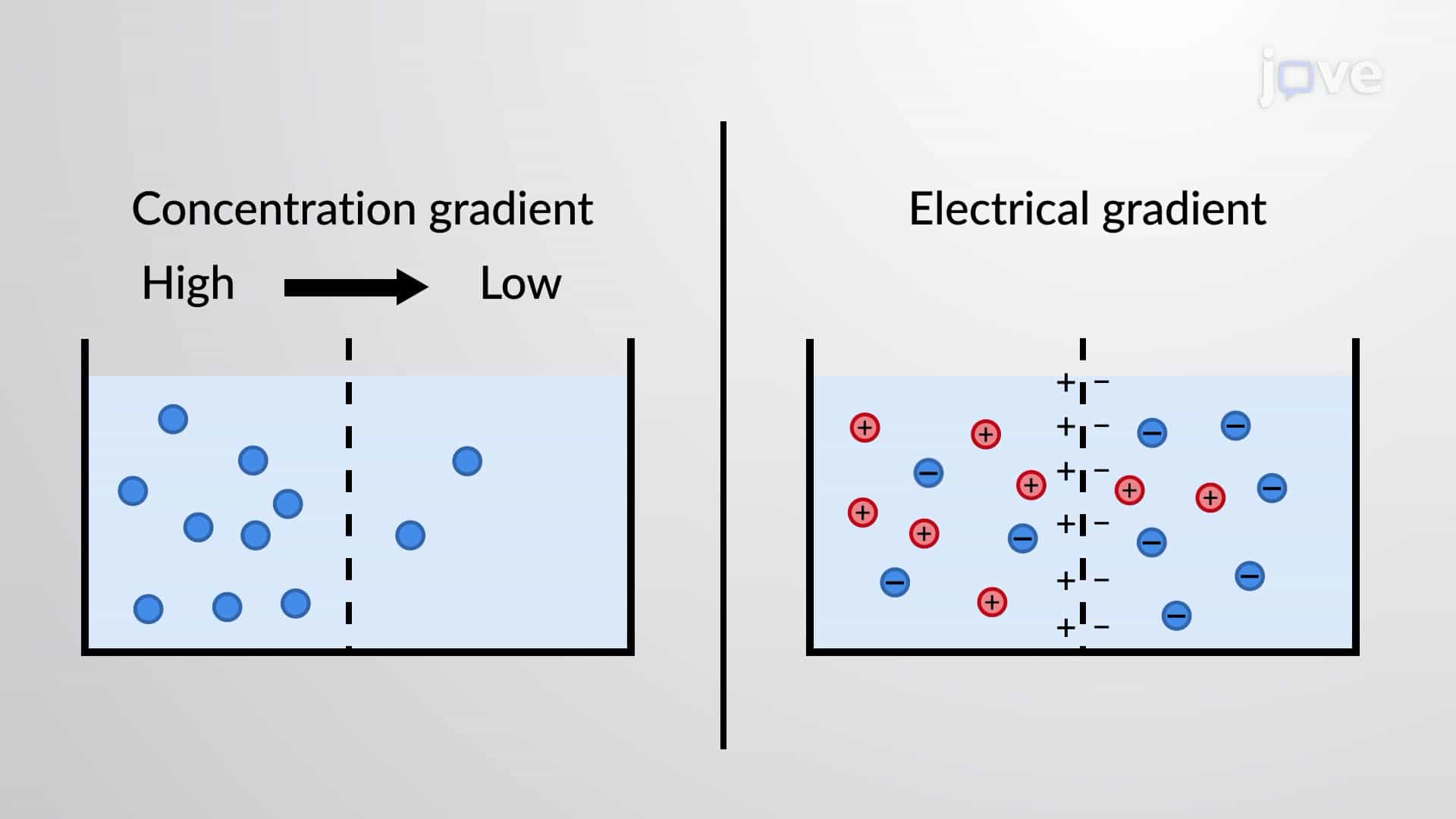Ions and Electrochemical Gradient