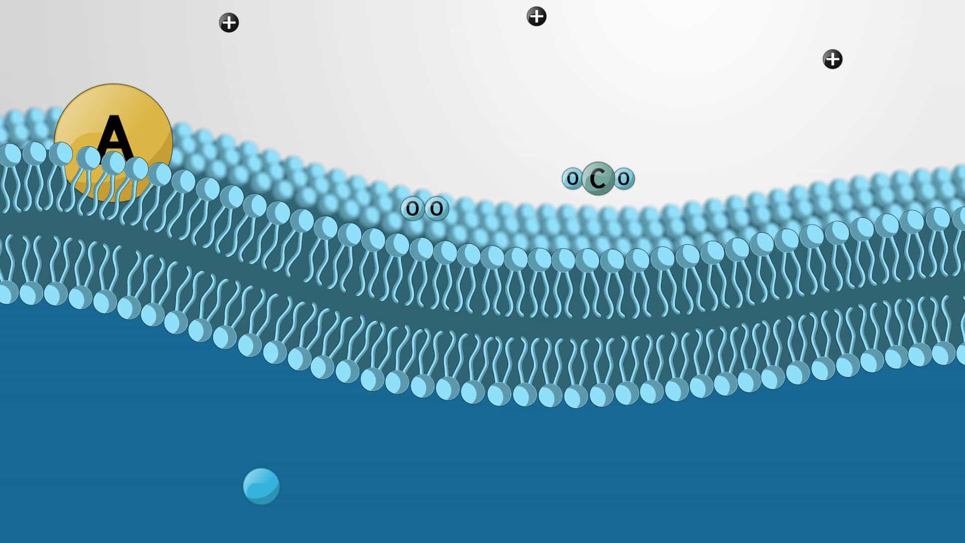 Diffusion in Biological Transport