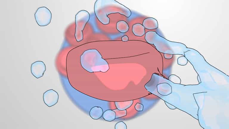 Cell Tonicity in Animals