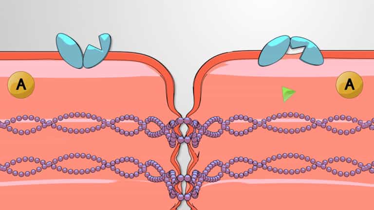 Aquaporins and Facilitated Transport across Cell Membrane