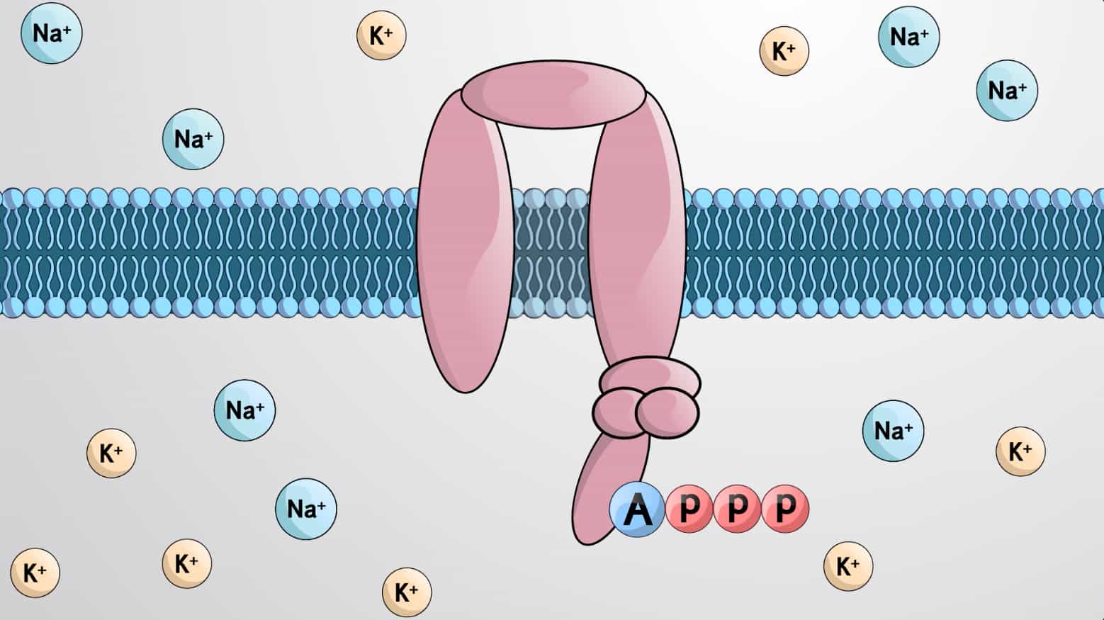 Primary Active Transport and Sodium-Potassium Pump