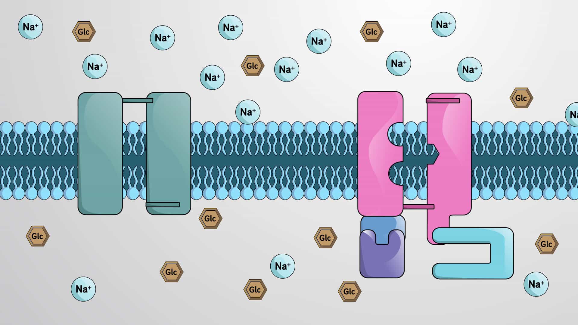 Secondary Active Transport and Sodium-Glucose Cotransporters