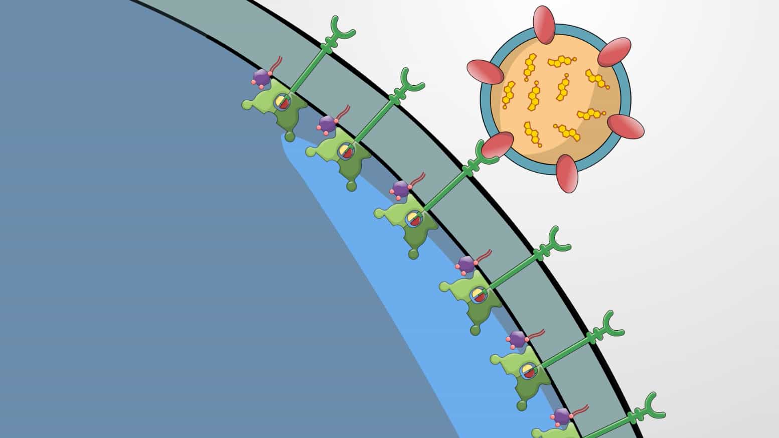 Clathrin and Receptor-mediated Endocytosis