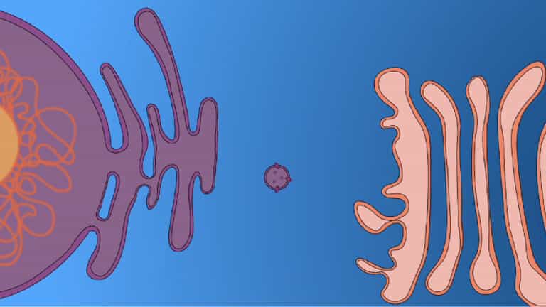 Cell Secretion and Exocytosis
