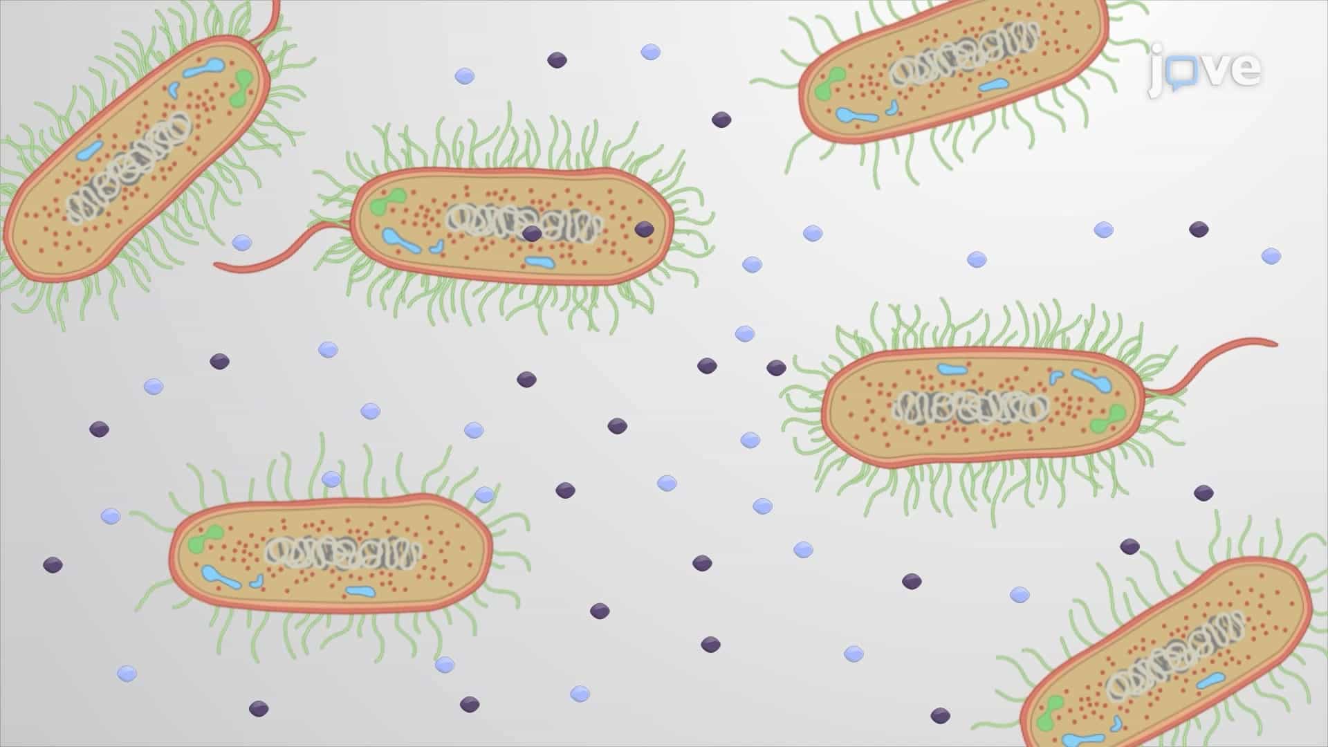 Bacterial Signaling and Quorum Sensing
