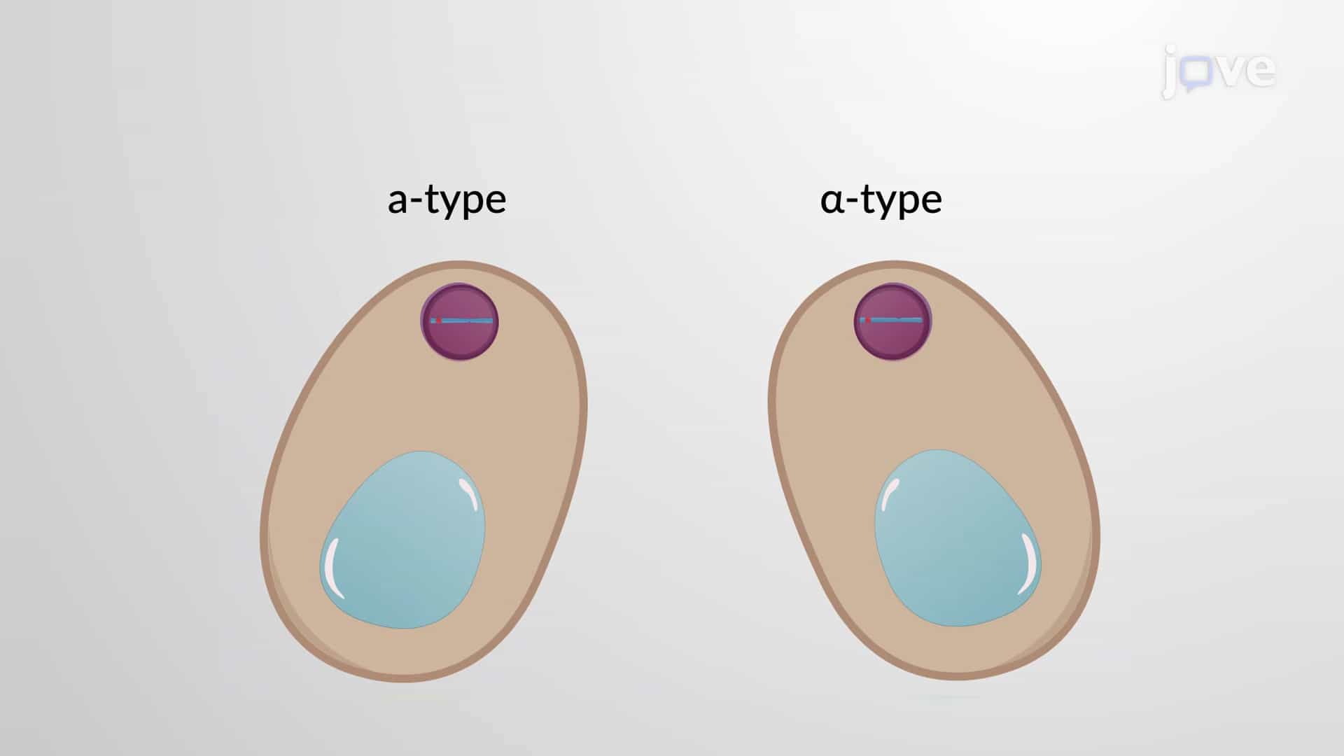 Yeast Signalling and Shmooing