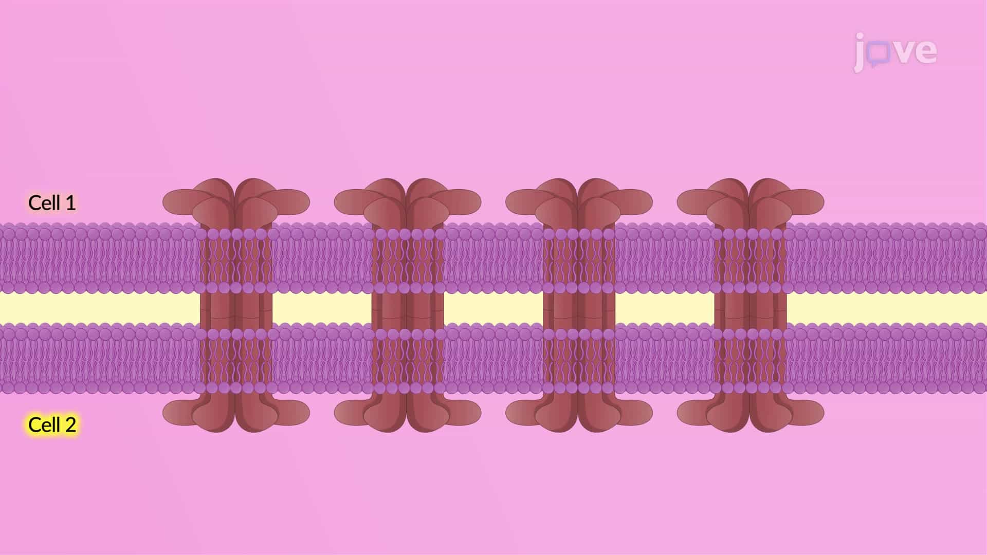Contact-dependent Signaling and Gap Junctions