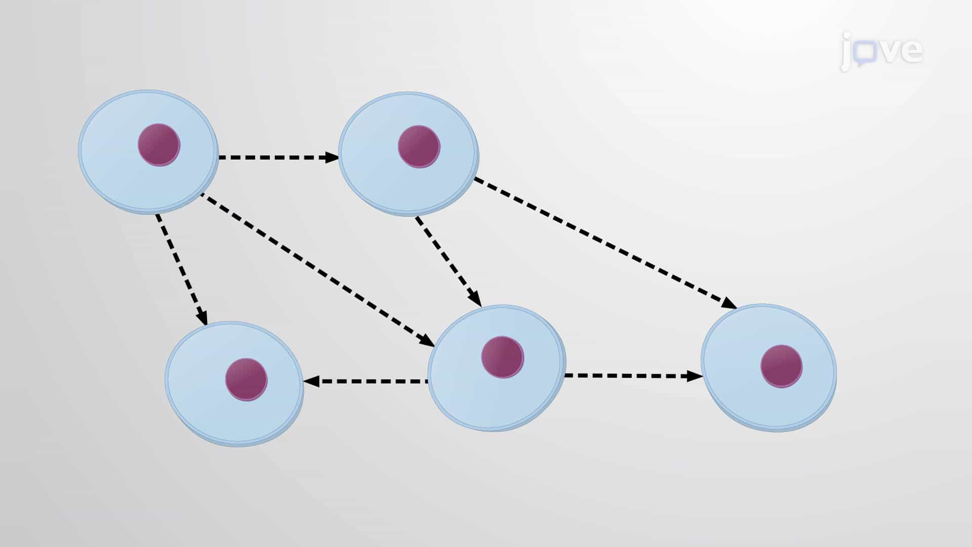 Paracrine Signaling and Vasodilation