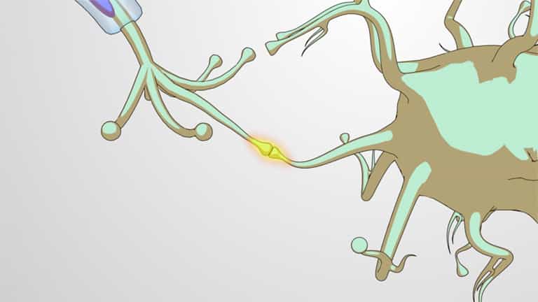 Neurons, Synaptic Signaling and Neurotransmitters
