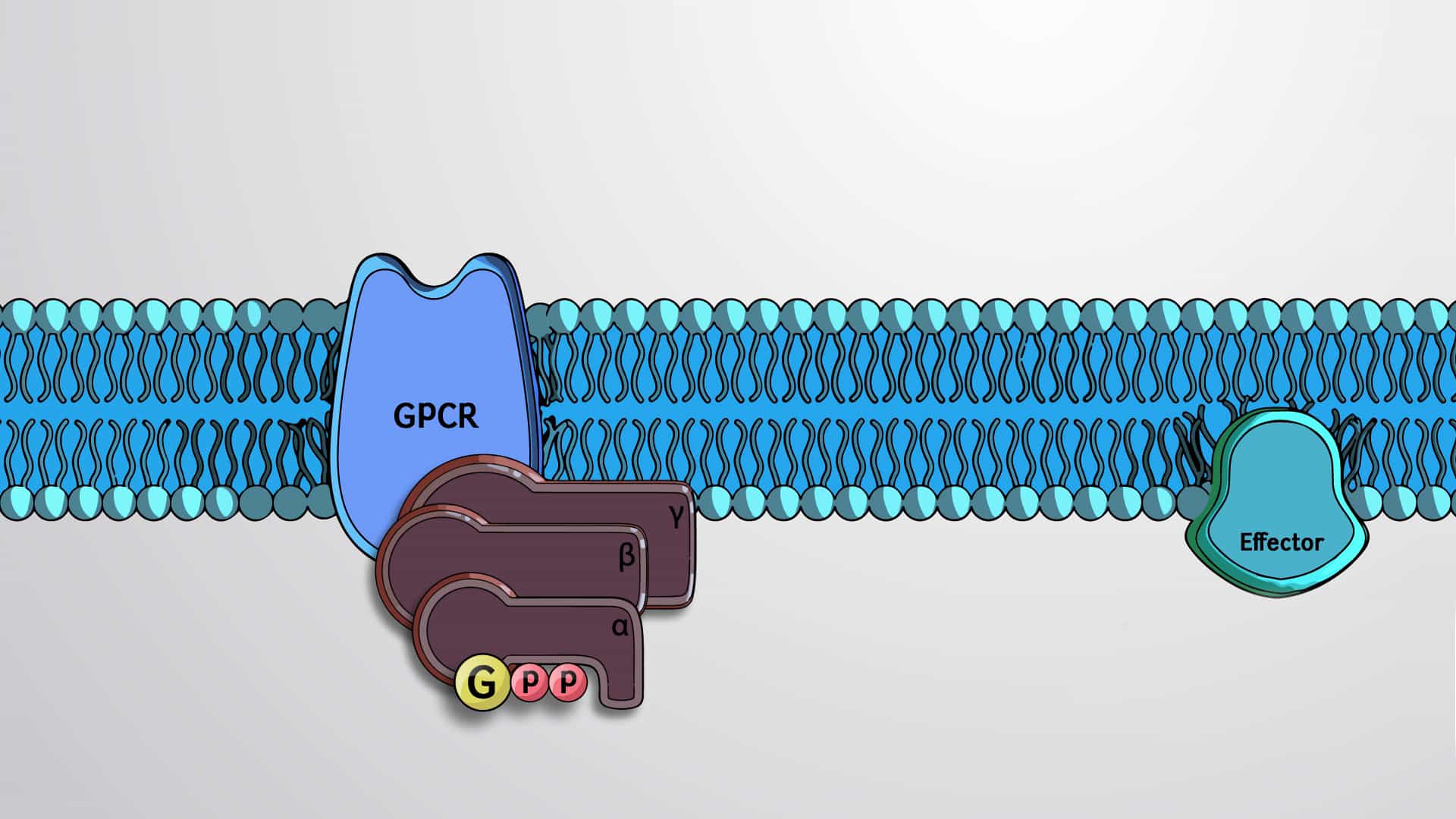 Ligand Binding Receptors : G-protein Coupled Receptors