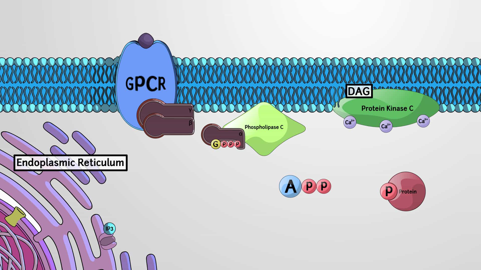 Second Messengers in Cell Signaling