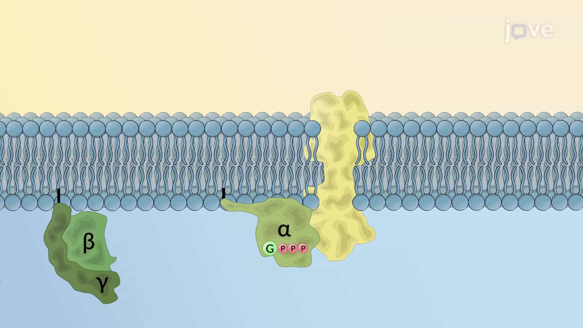 Intracellular Signaling Cascades and cAMP Pathway