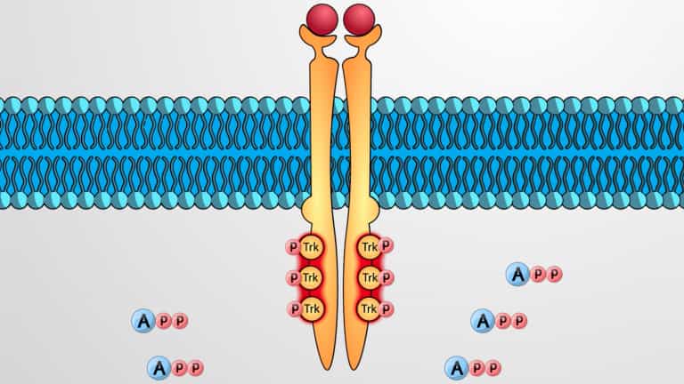 Enzyme Linked Receptors and Receptor Tyrosine Kinases