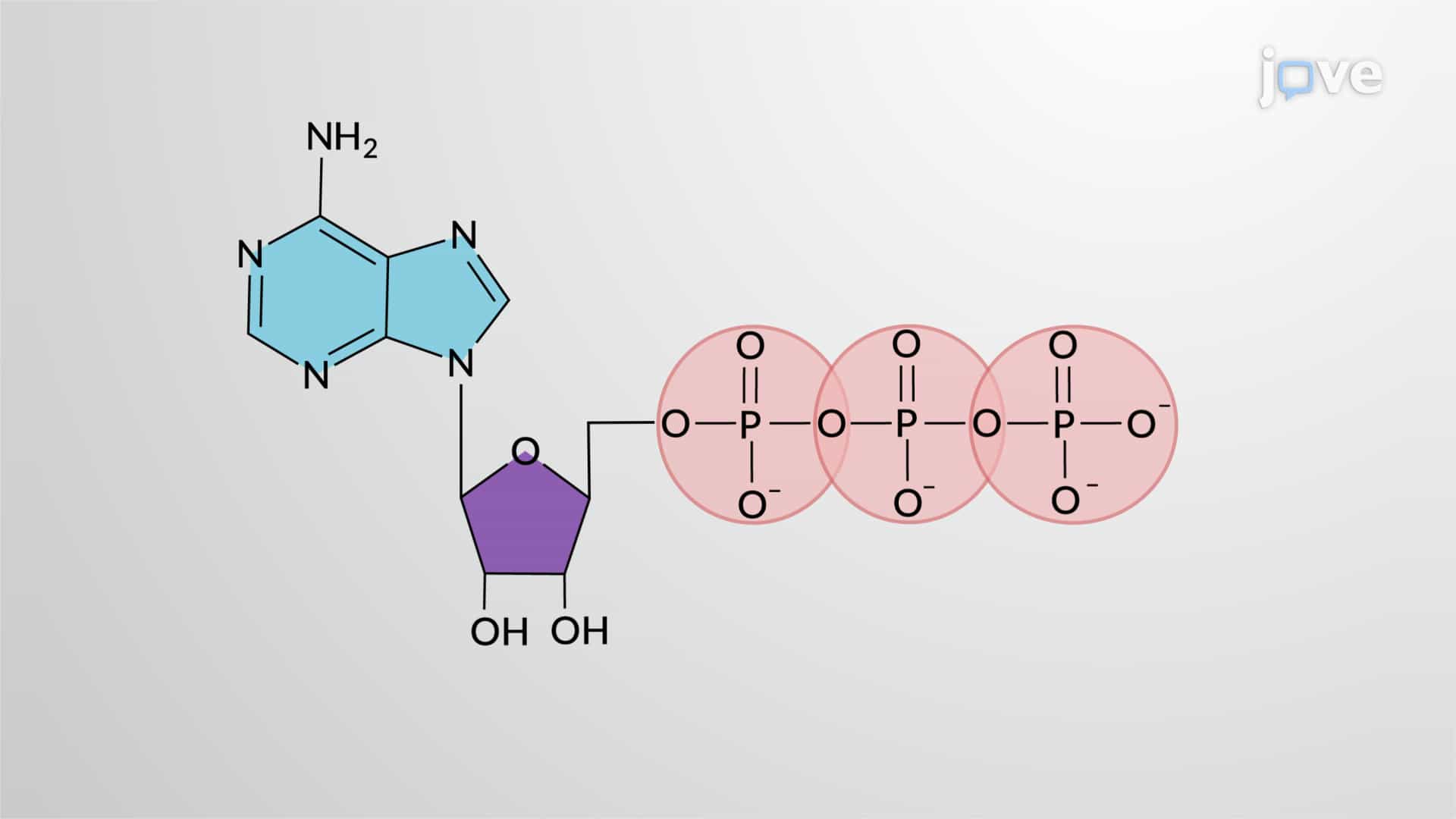 ATP: Structure and Hydrolysis