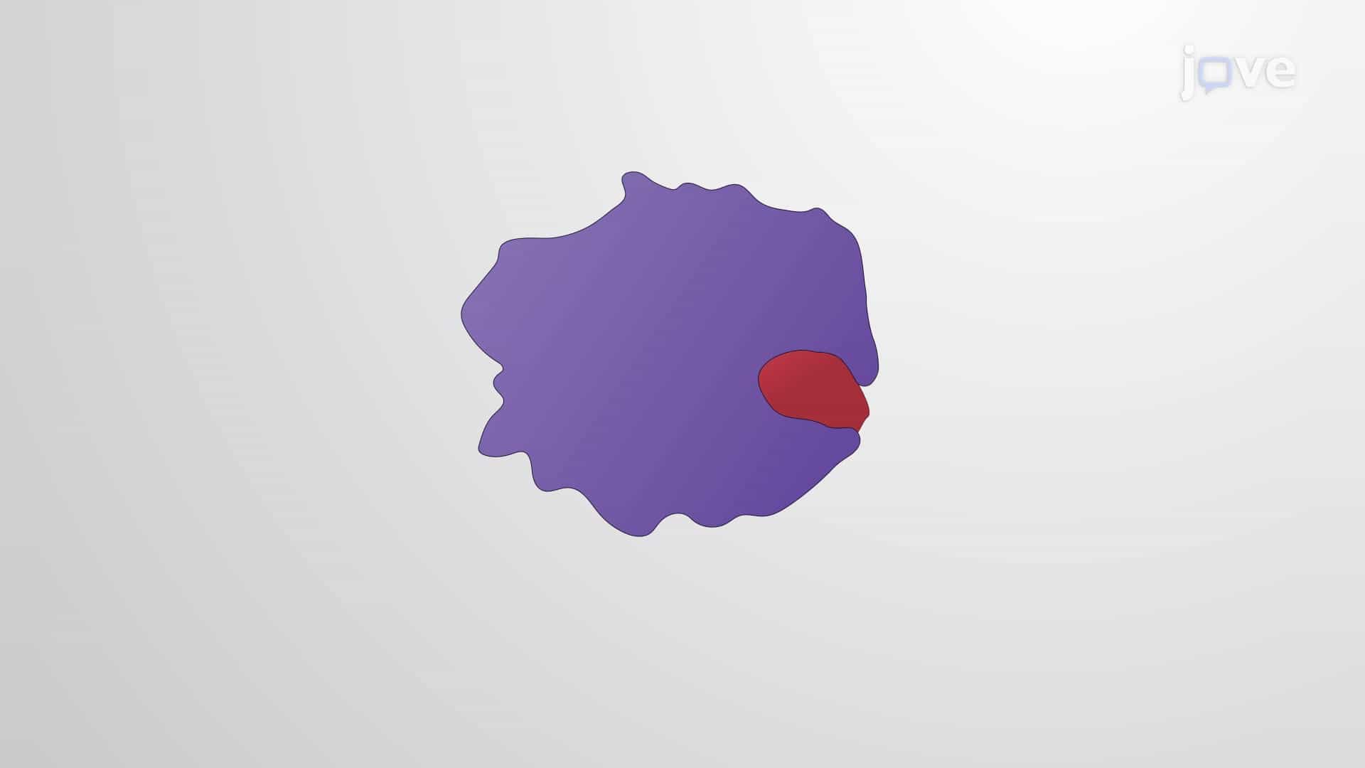 Enzyme Specificity and Induced-fit Model