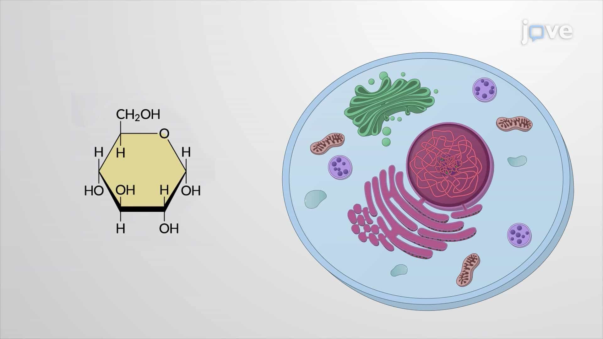 Glucose Metabolism: Glycolysis