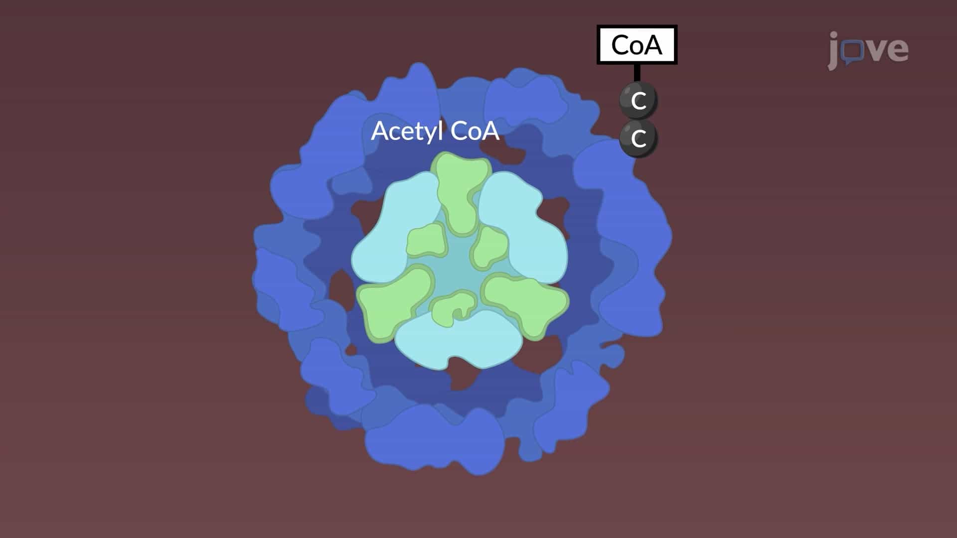 Pyruvate Oxidation : Production of Acetyl coA in Mitochondria