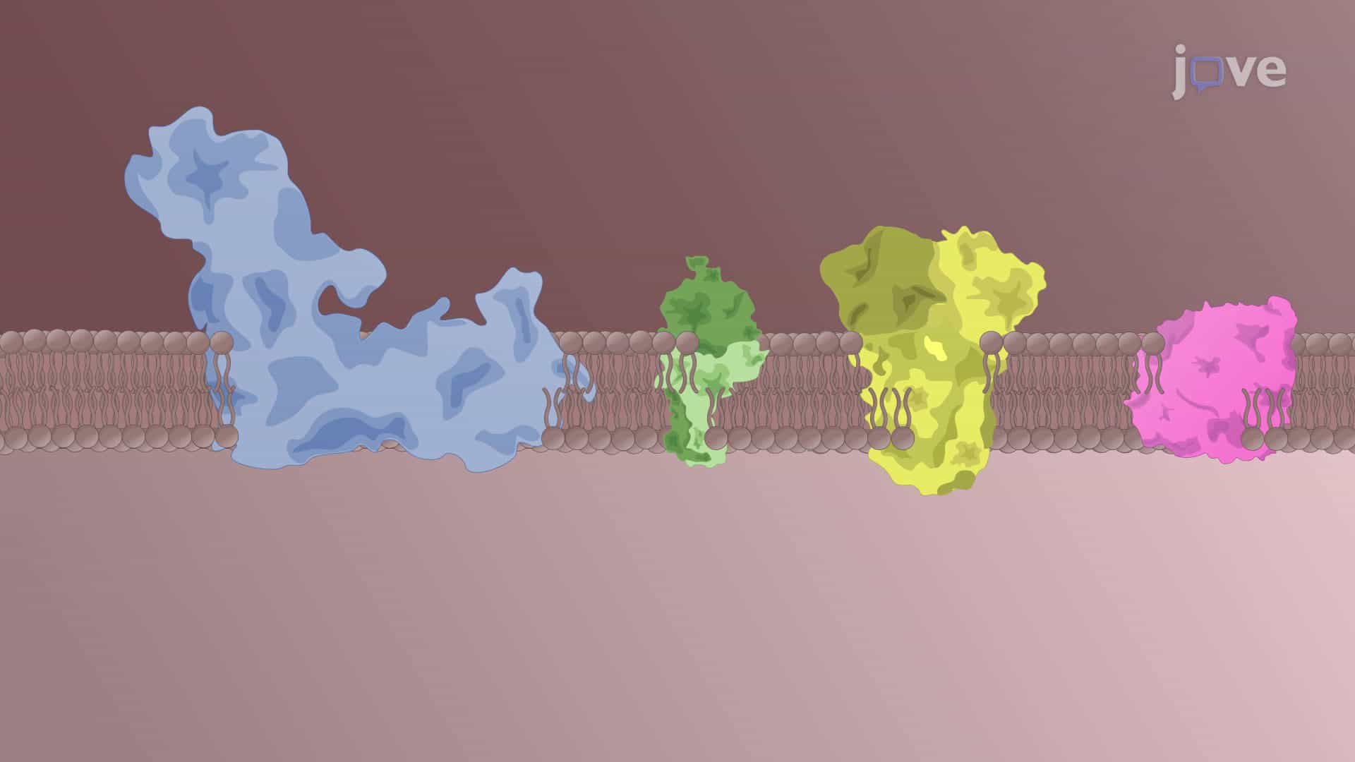Electron Transport Chain, Ubiquinone and Cytochrome C