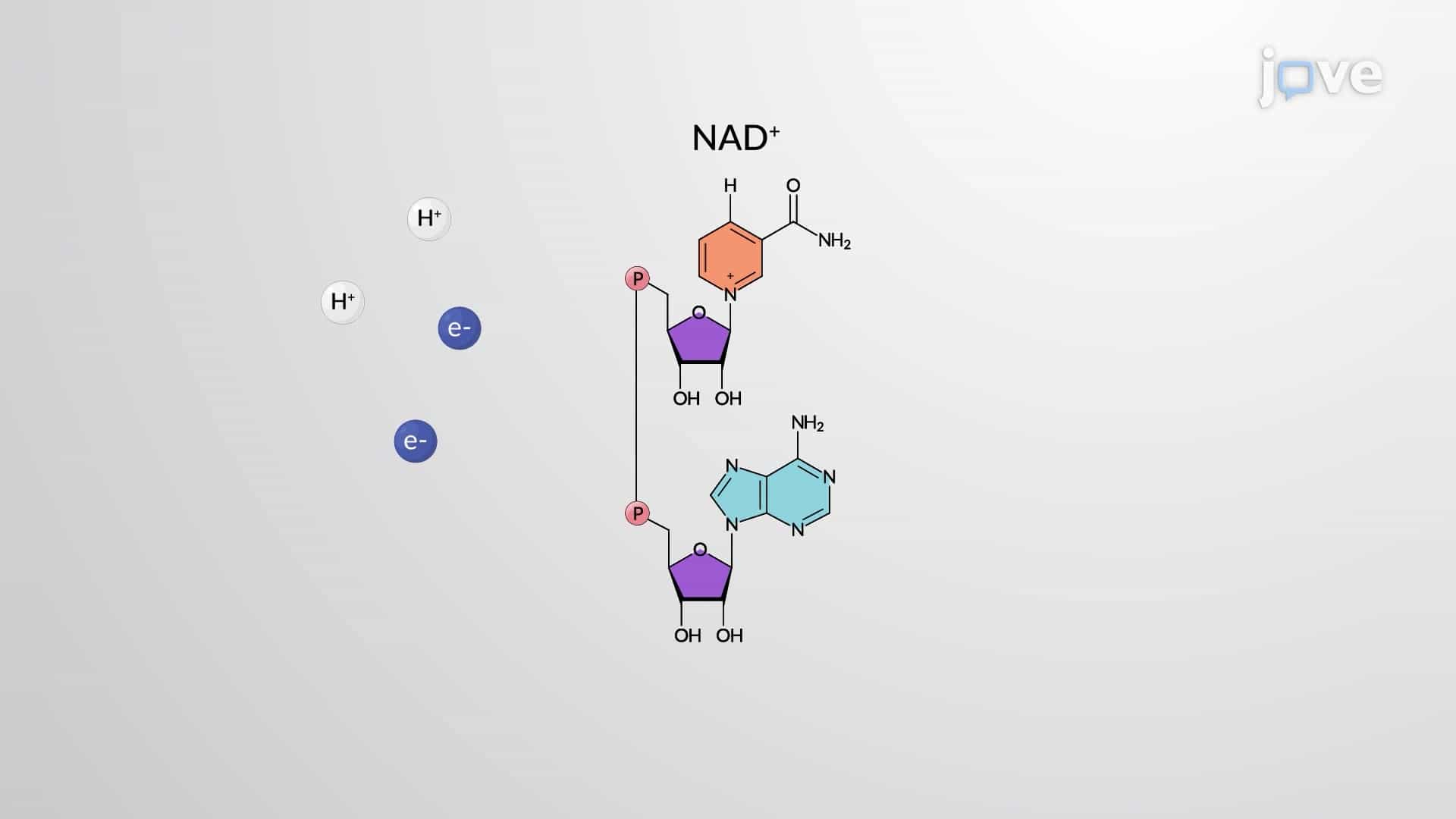 Electron Carriers: NAD+ and FAD